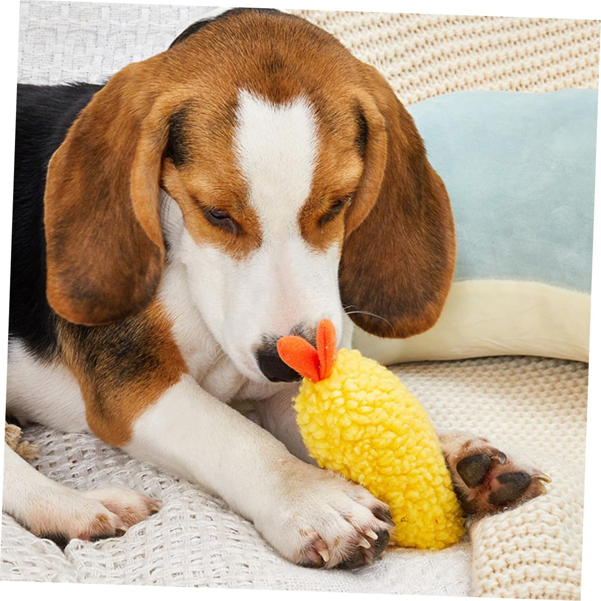 2 Pack Plush Squeaky Dog Toy J506876